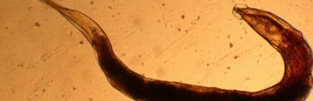 parasitic worm of the human body