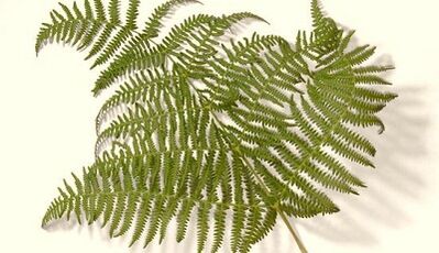 Herbs to treat parasites in the body.