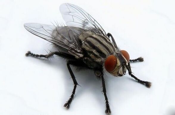 fly as a carrier of human parasites