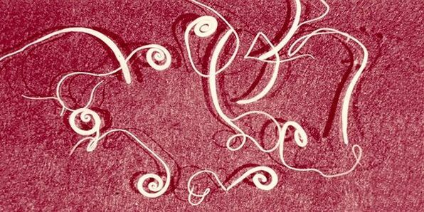 pinworms of the human body