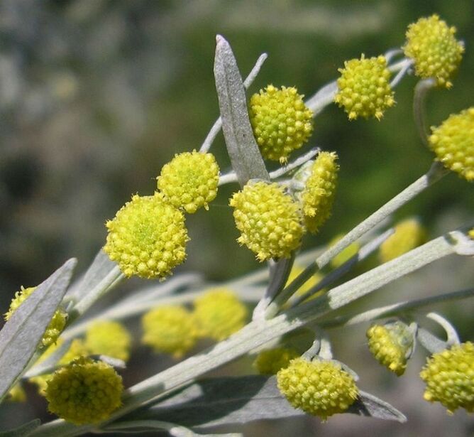 wormwood to eliminate parasites from the body