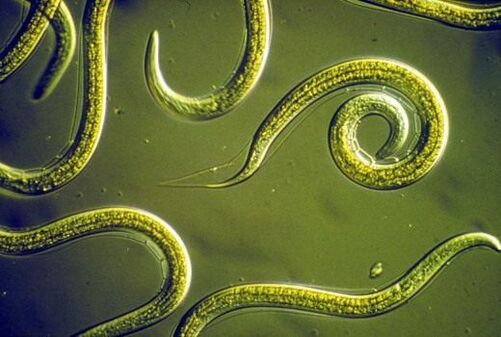 Parasitic nematode worms living in the human small intestine
