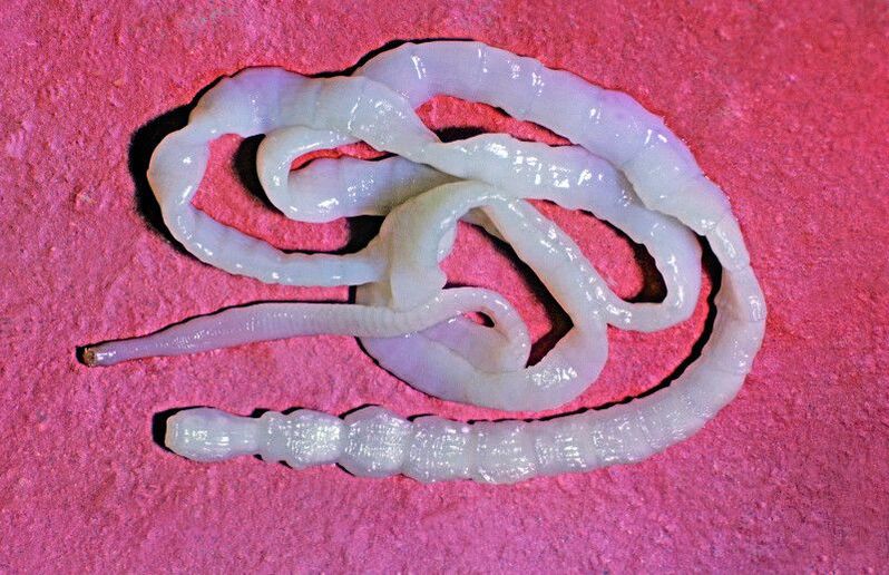 The bovine tapeworm is a common intestinal helminth.