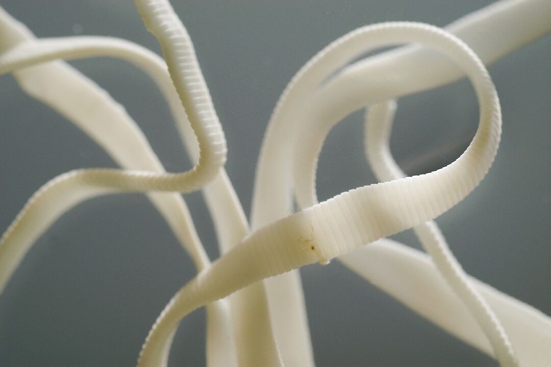human intestinal worm