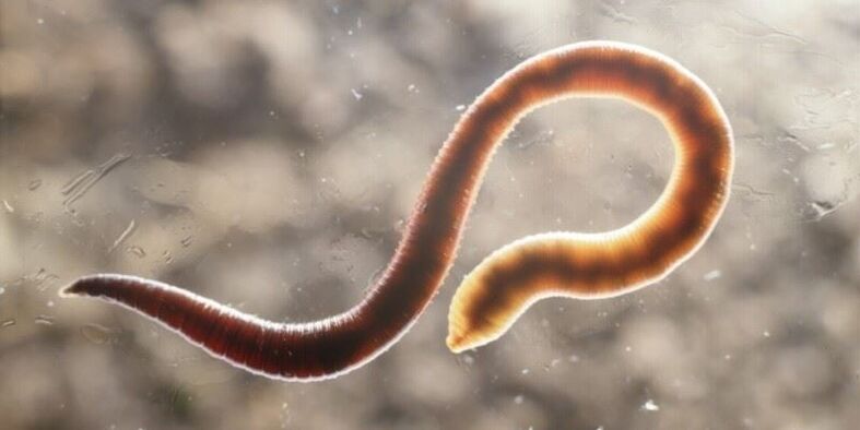 human pinworm