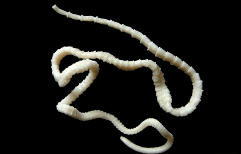 How does bovine tapeworm look on the human body